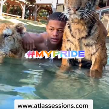 Bourbonnais Olivet Fans White Lined Tigers Middle Class Swag Alert Pools & Spas