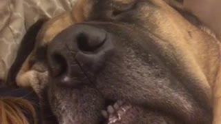 Big dog snoring next to owner