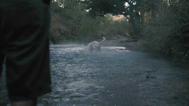 Dog happy catch ball in the river