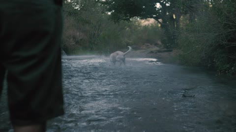 Dog happy catch ball in the river