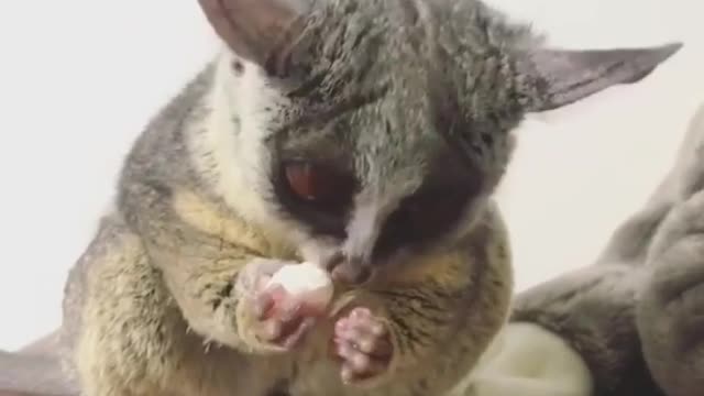 Can a mole eat by itself? It's so happy