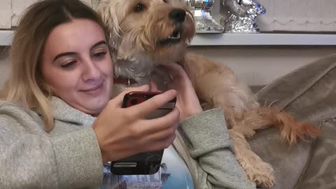 Howling Cockerpoo watching advert on phone