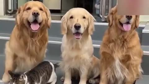 Dog cat Funny moments