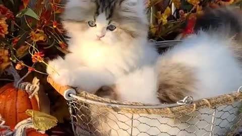 Dollface Persian Kittens