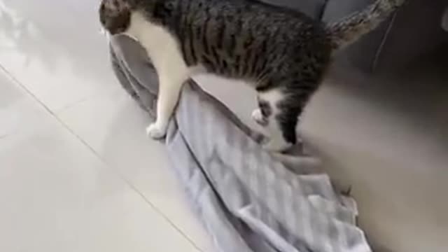 The kitten is helping the owner mop the floor