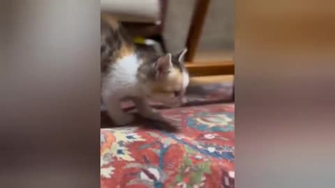 18 minutes of adorable cats and kittens videos to keep you smiling