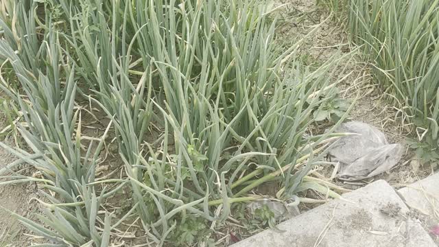 The shallots are greener. All the rows are green