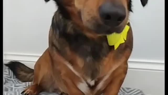 Cute dog wearing yellow bow