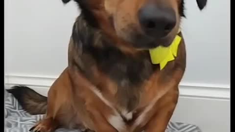 Cute dog wearing yellow bow