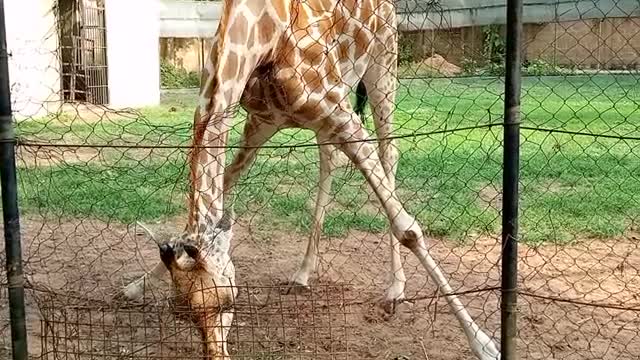 Giraffe eating technic so awesome.