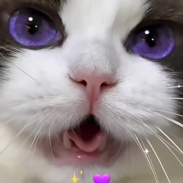 Cat With Beautiful Eyes!!