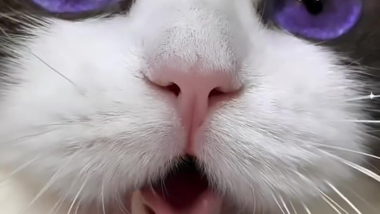 Cat With Beautiful Eyes!!