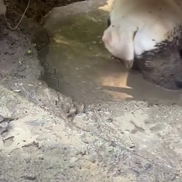 The end 😂😂😂 #funny #viral #shorts #pets