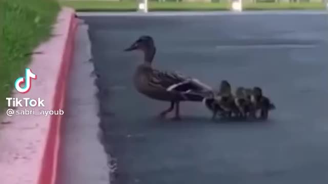 Sabri Virals '' duck babies so cute challenging ''