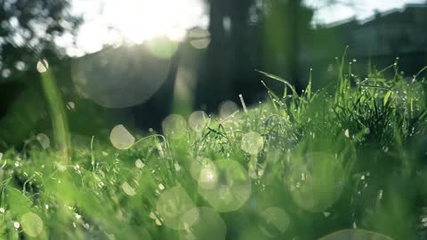 Forest Birdsong Nature Sounds