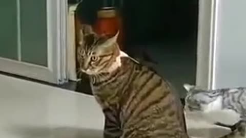 Cat video