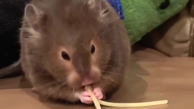 hamster asmr