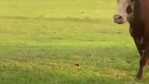 Cattle running on stairs