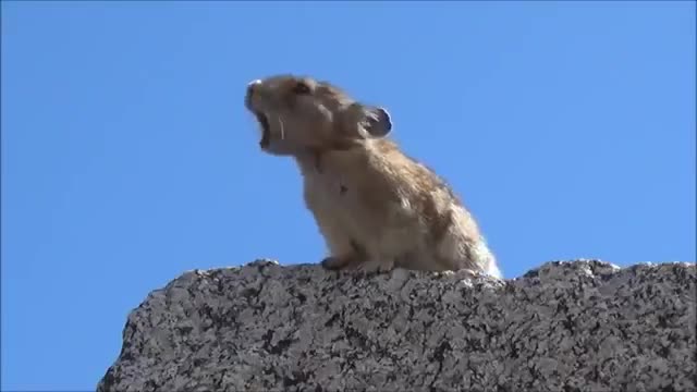 The gopher screams and sings