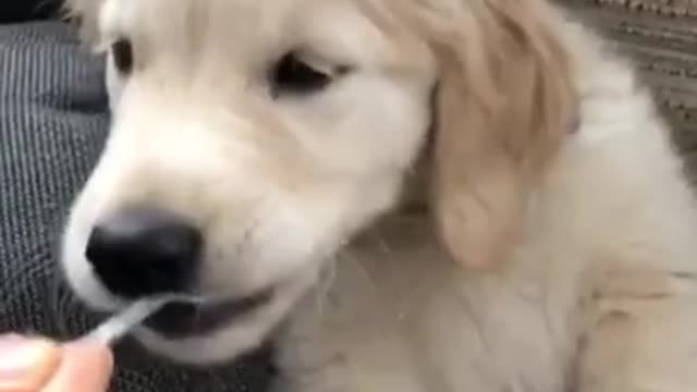 Must watch Adorable puppy preciously eats from spoon