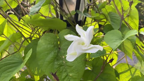 Moon flowers blooming part 3