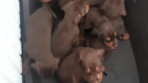 PUPPIES PLACED IN A PLASTIC TUB