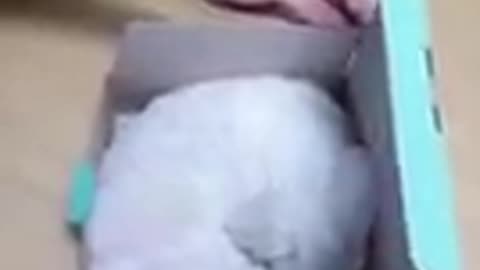 ❤🐶 😂 🐷❤ Funniest Dogs and Cutest Puppies ❤🐶 😂 🐷❤
