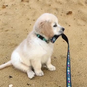 Baby and puppy besties love playing outside together #2
