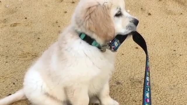 Baby and puppy besties love playing outside together #2