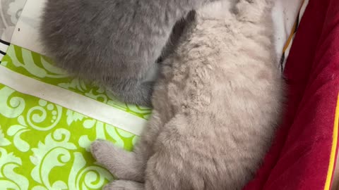 Kitten Caressing Brother Before Bedtime