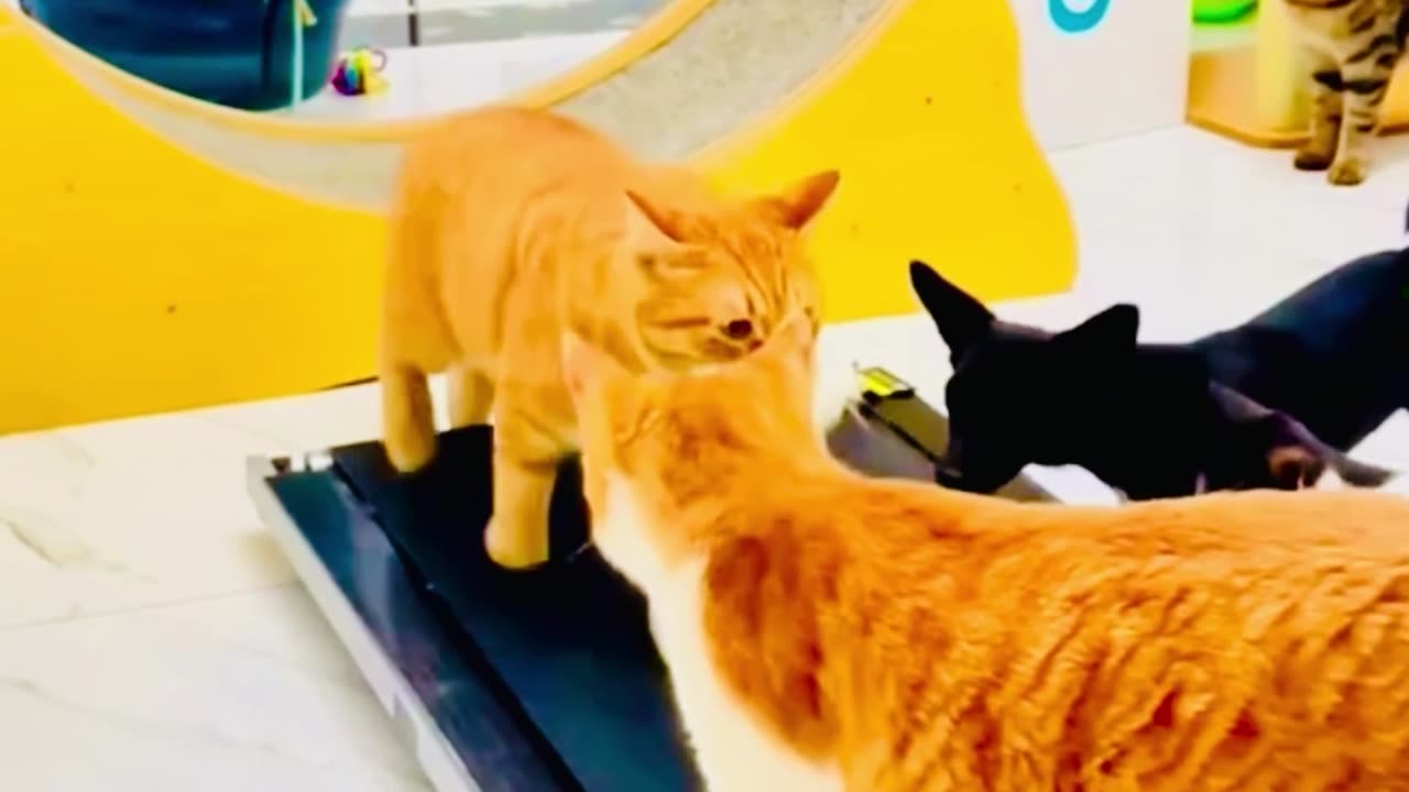 Funny cats videos funny animals