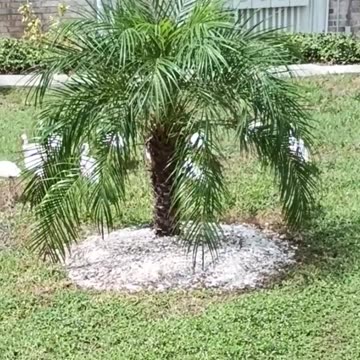 WELCOME TO THE IBIS FAMILY!