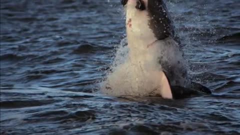 Shark hunts Eagle flying / amazing wild life