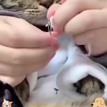The cat that threads into the needle