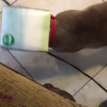 Funny cat walks around with box on head