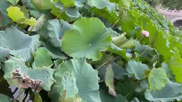 Lots and lots of lotus leaves and flowers