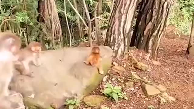 Monkey King 🐒🐒!👀👀👀#animals 🐒#monkey.mp4What a monkey is smart kkk.mp4