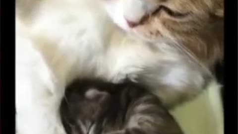 Gatos fofinhos filhotes