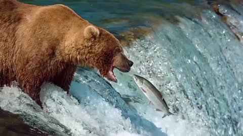 Polar Bear Hunting Fish in Water || Creative Video