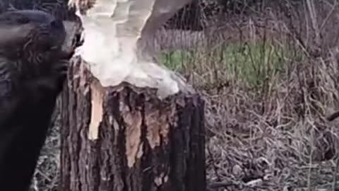 Insane trail cam on how a beeveer eats a tree away
