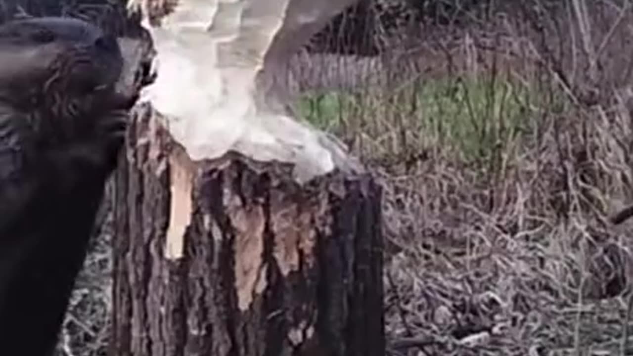 Insane trail cam on how a beeveer eats a tree away
