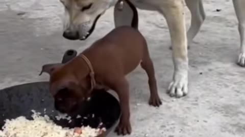 This dog was extremely drunk when this happened