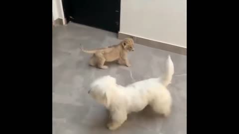 Dog Plays With Tiger