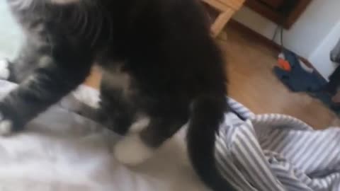 Cat playing around falls down the bed