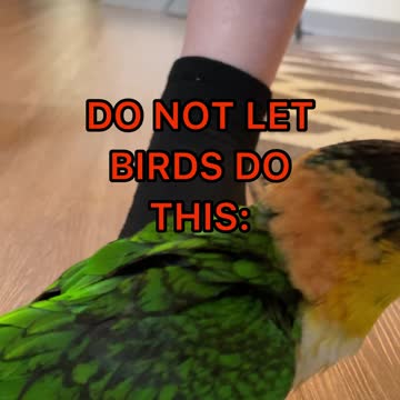 WARNING: MAKE SURE YOUR BIRD DOESN'T DO THIS