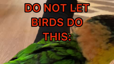 WARNING: MAKE SURE YOUR BIRD DOESN'T DO THIS