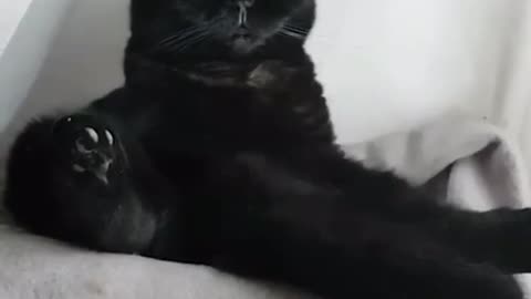 Existential Crisis Black Cat 2021