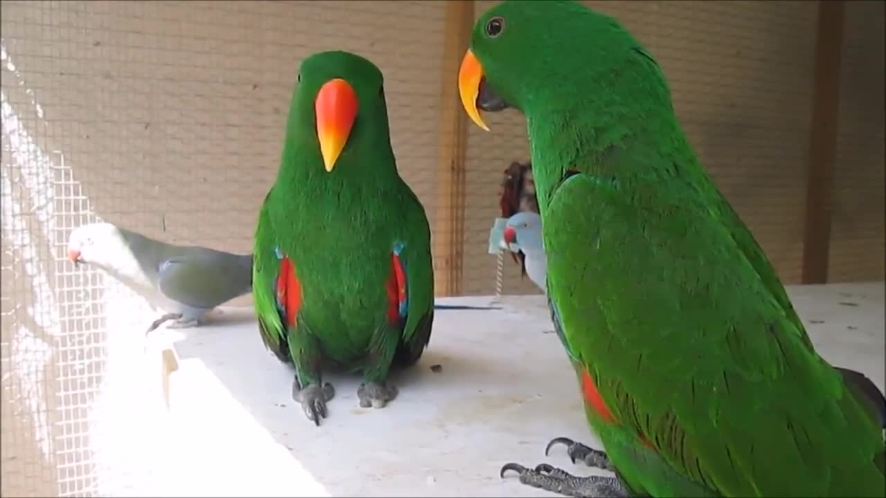 Funny BIRDS & PARROTS Talking and Singing