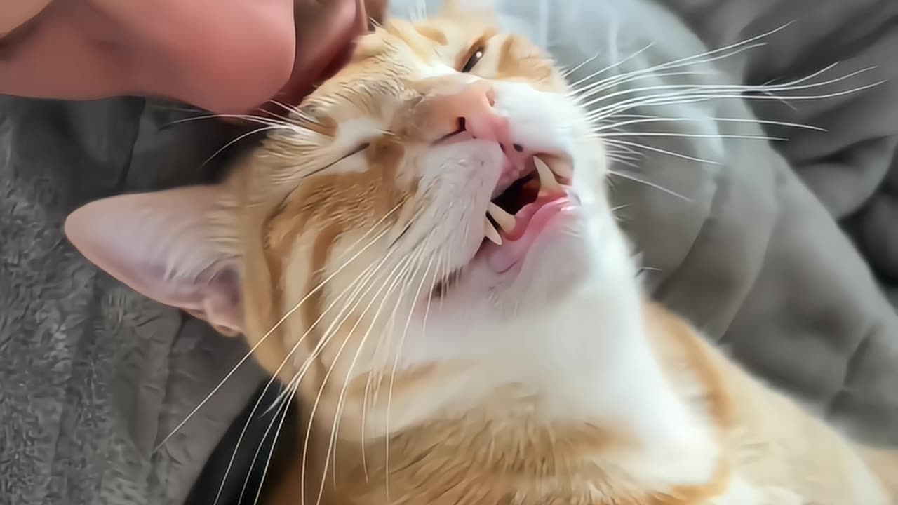 The man loves his cute cato