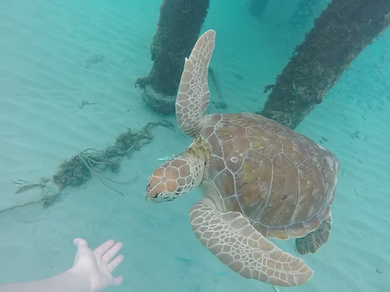 Sea Turtle High-Fives Kid